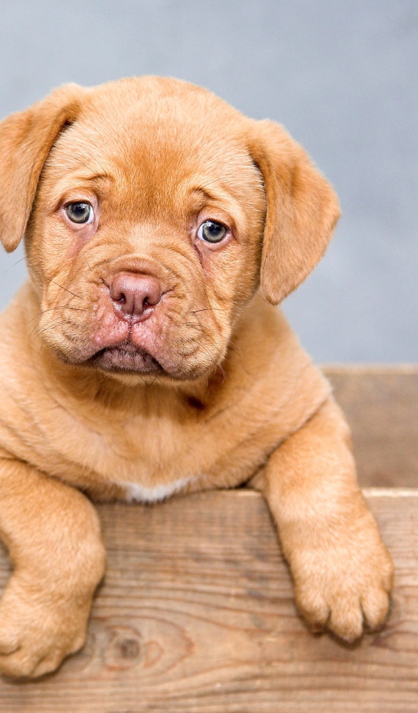 Маленький щенок Бордоского дога в ящике