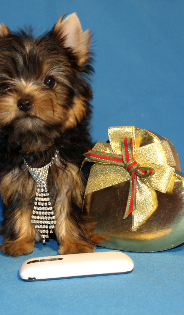 Маленький йоркширский терьер с коробкой на голубом фоне