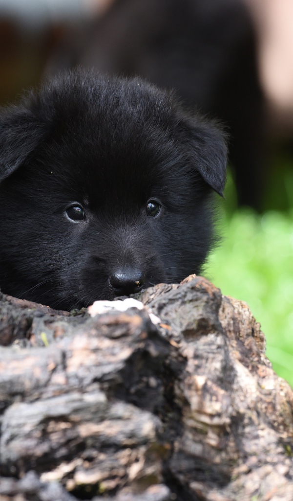Маленький черный щенок бельгийской овчарки