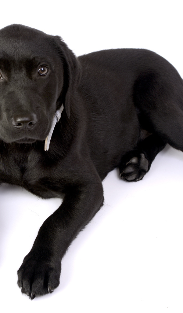 Маленький черный щенок лабрадора на белом фоне