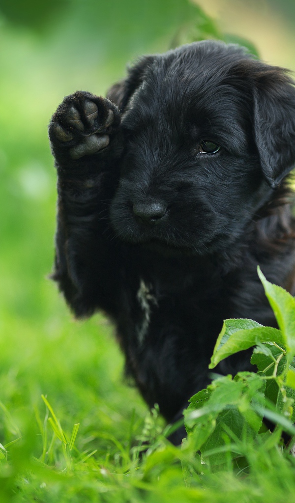Маленький черный щенок с поднятой лапой сидит в зеленой траве