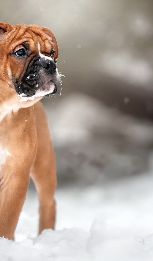 Маленький щенок боксера на снегу