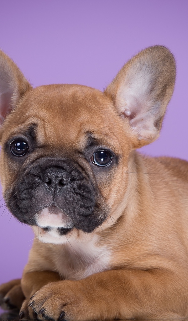 Маленький щенок французского бульдога на сиреневом фоне