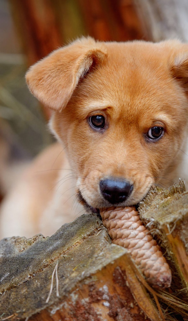 Маленький рыжий щенок грызет шишку