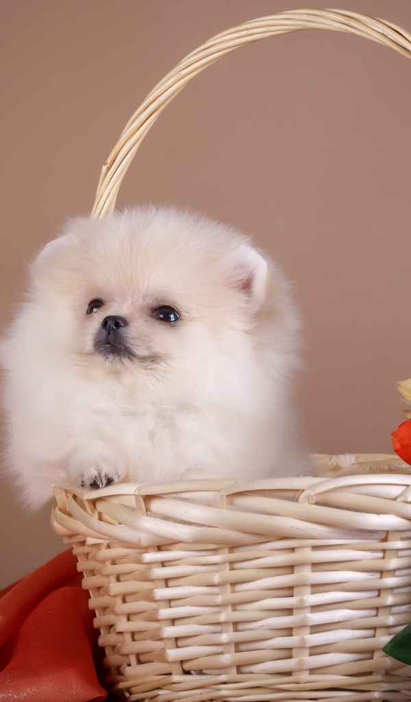 Маленький шпиц сидит в корзине с цветами
