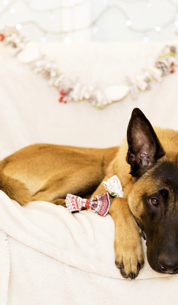 Бельгийская Овчарка Малинуа грустит на кровати