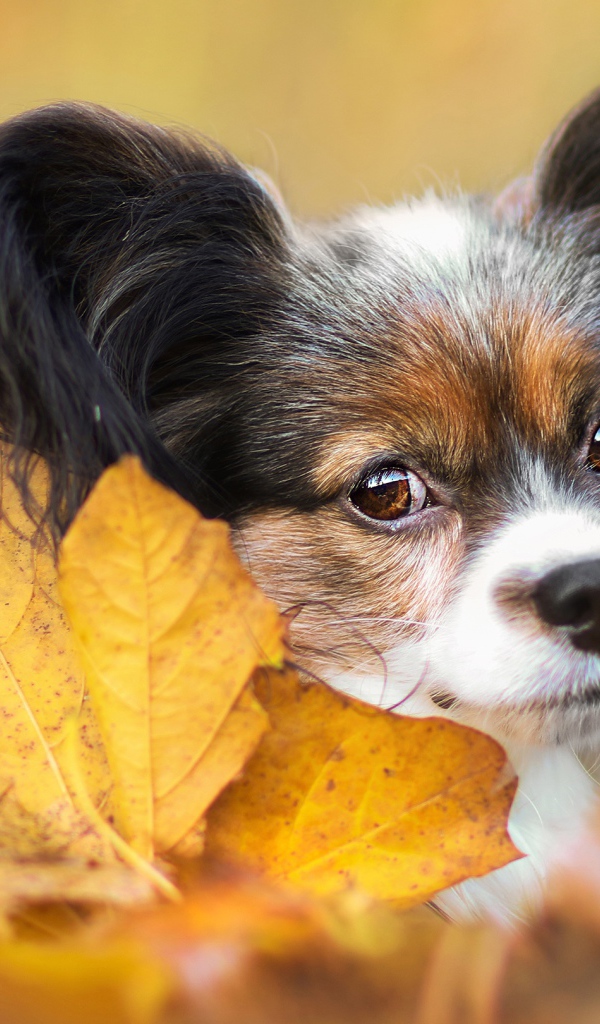Папильон лежит в опавшей осенней листве