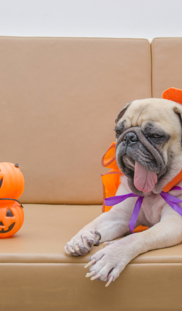 Мопс костюме на Хэллоуин лежит на диване