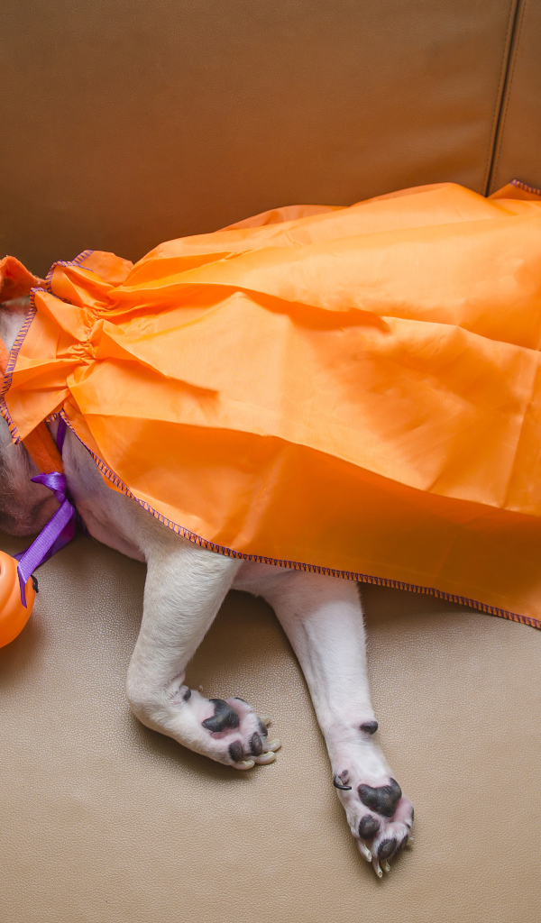 Мопс в костюме спит на диване с тыквами