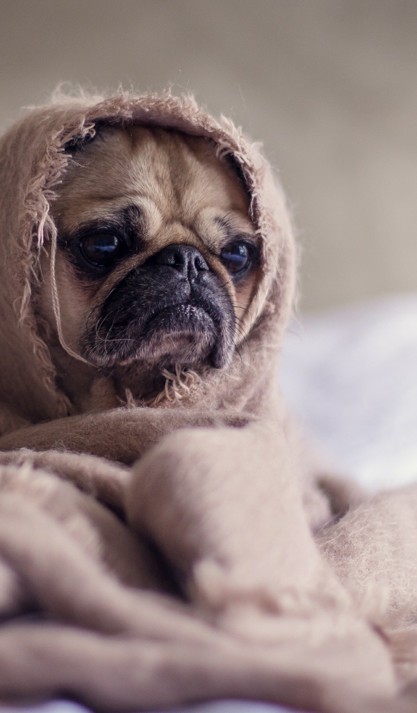 Мопс закутан в одеяло 