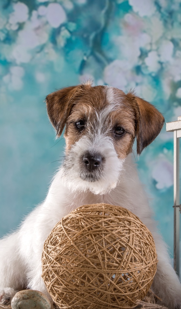 Щенок Силихем-терьер с декором