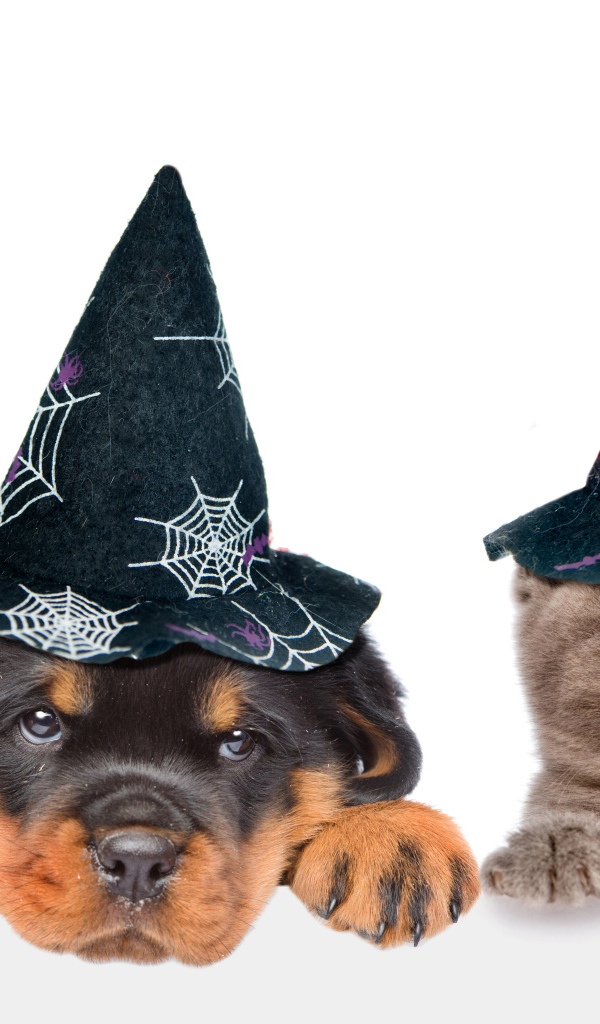 Щенок и котенок в колпаках на Хэллоуин 