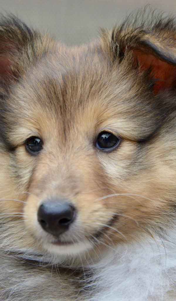 Щенок породы шетландская овчарка морда крупным планом