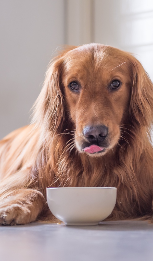 Породистая рыжая собака с чашкой 