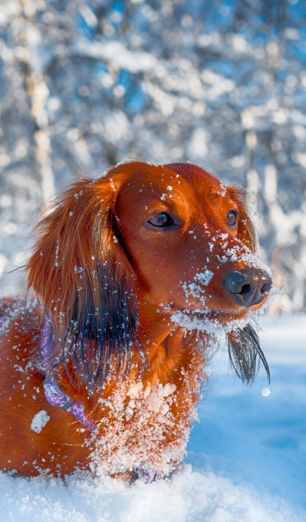 Рыжая такса в снегу зимой в лесу