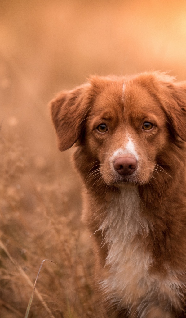 Рыжая собака сидит в траве