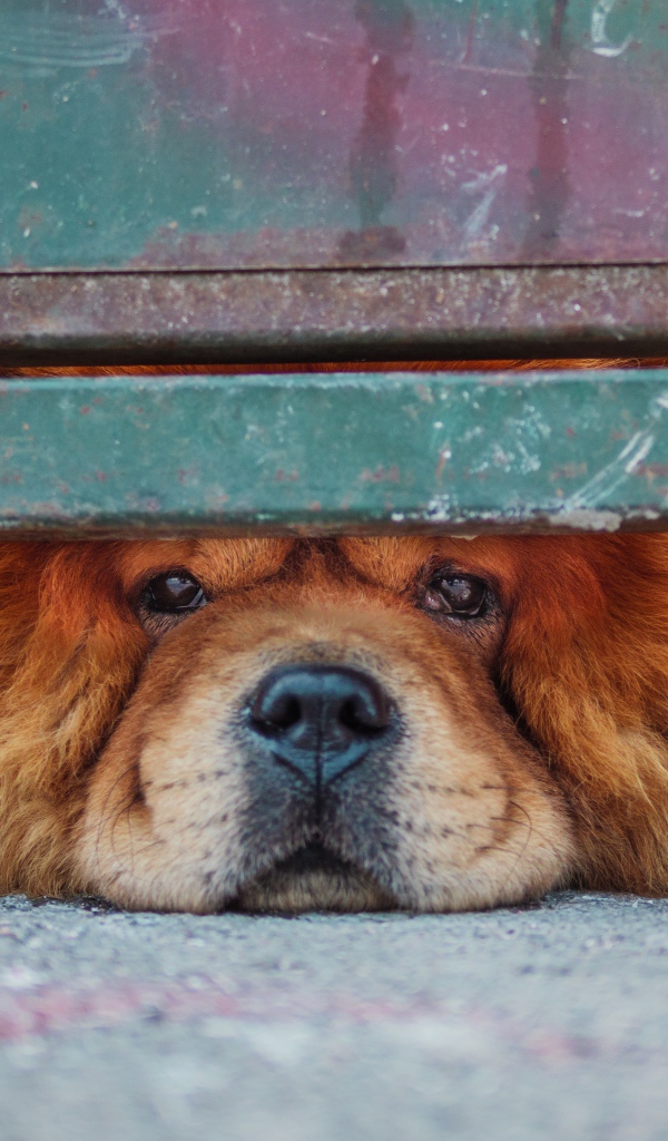 Рыжий породистый пес смотрит под забором