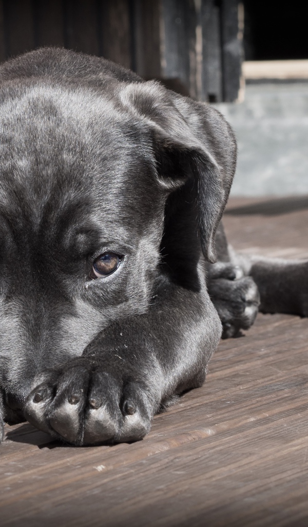 Грустный черный щенок лежит на полу