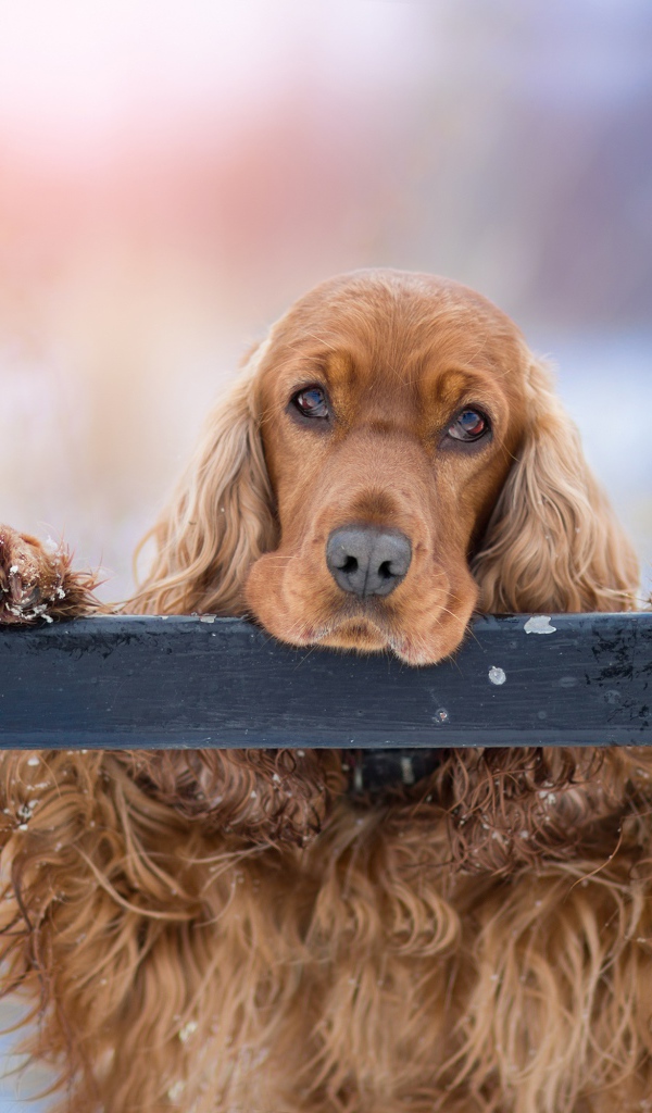 Грустный коричневый спаниель у забора 