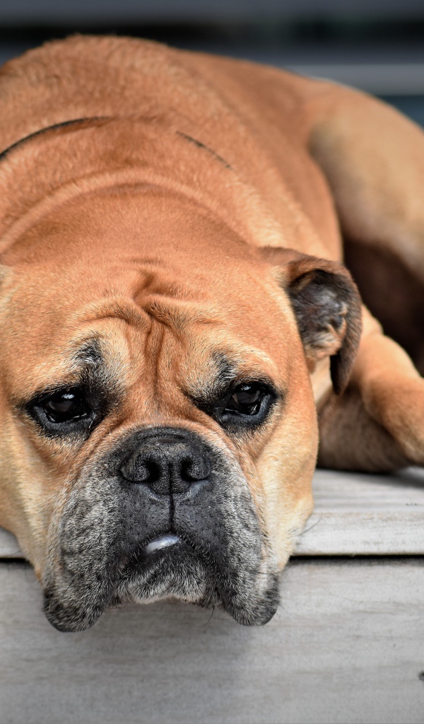 Грустный бульдог лежит на полу