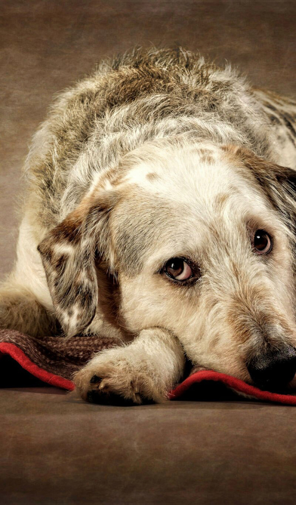 Грустный пес лежит на покрывале