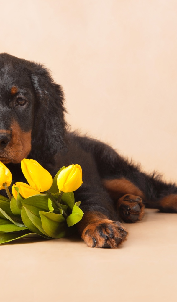Грустный пес с букетом желтых тюльпанов