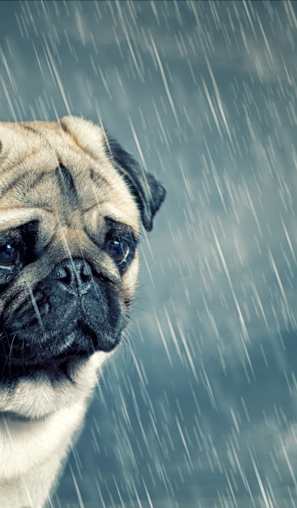 Грустный мопс под дождем