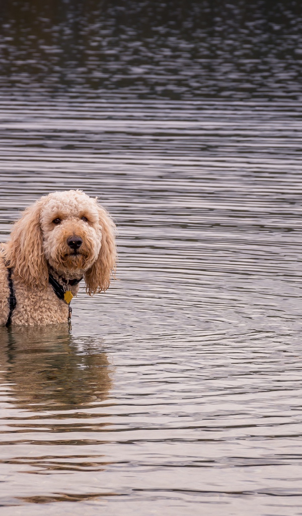 Shaggy dog standing in water