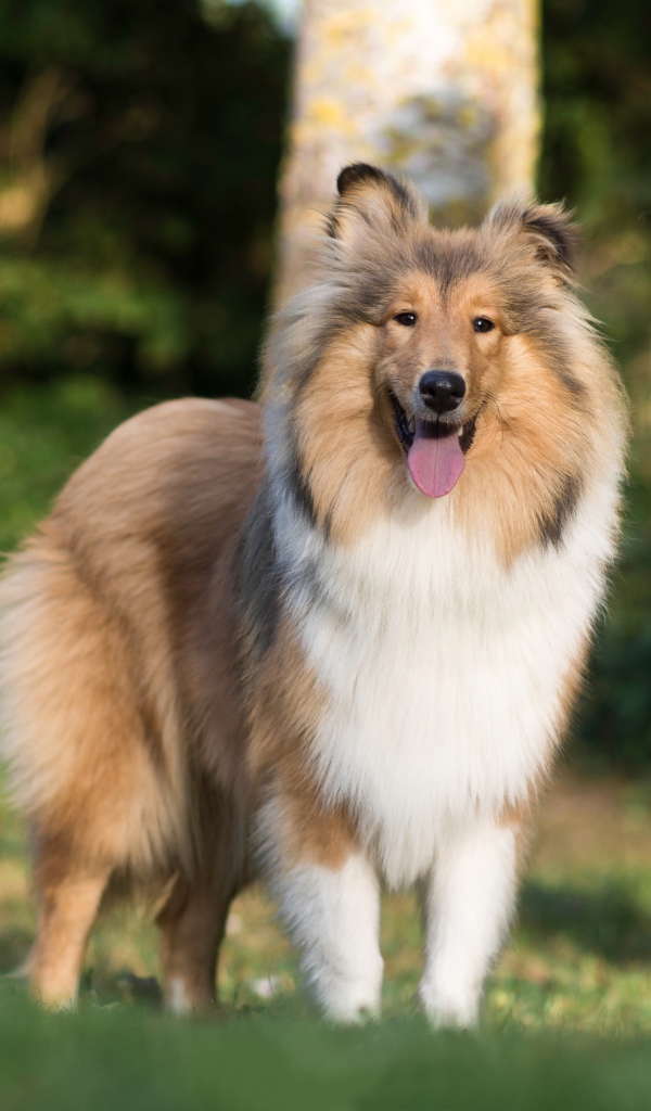 Собака породы шелти с высунутым языком