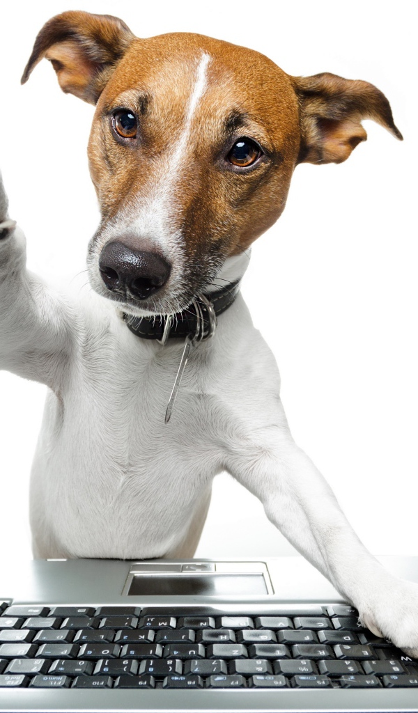 Умный пес в ошейнике за ноутбуком на белом фоне