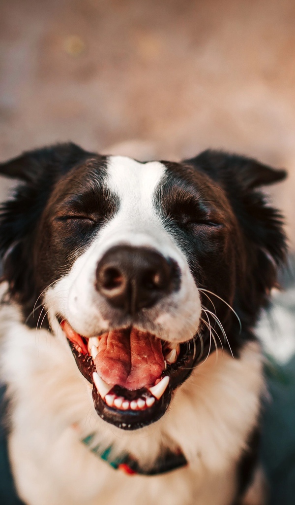 Улыбающаяся собака породы бордер колли