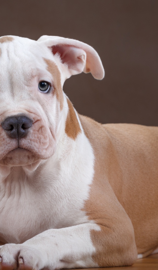 Щенок стаффа на деревянном полу