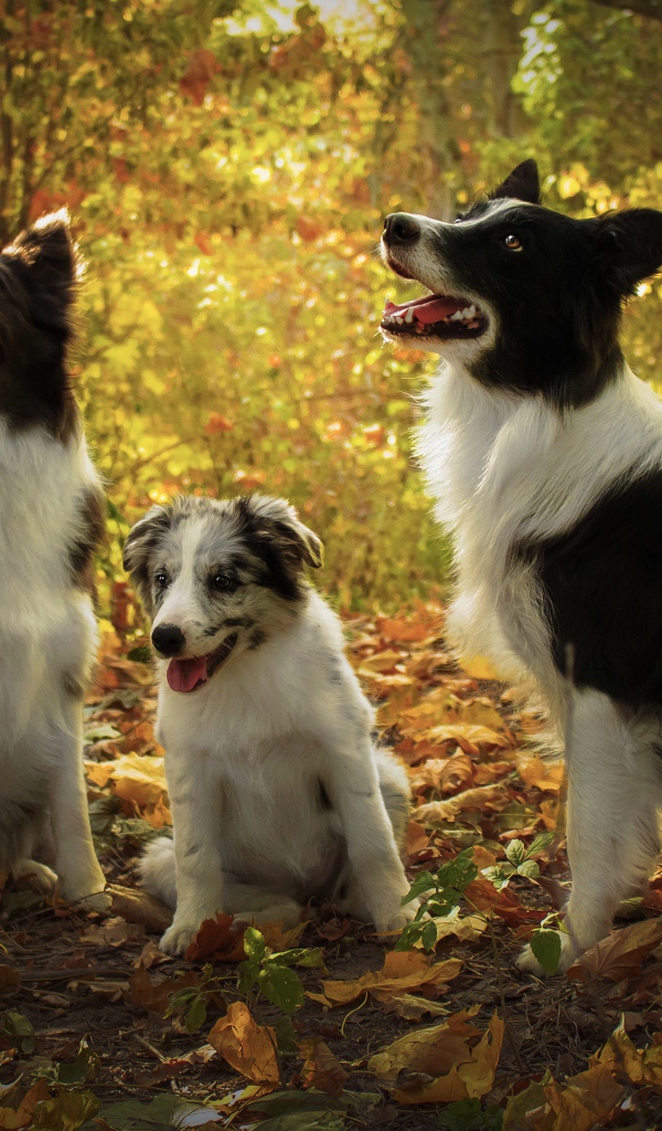 Три собаки породы Бордер-колли в осеннем лесу