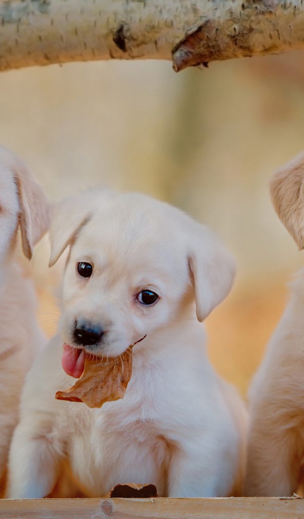 Три маленьких щенка лабрадора осенью