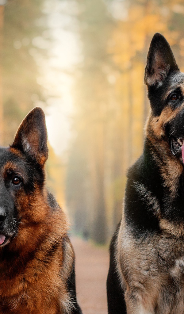Two beautiful German Shepherd Dogs with tongue hanging out in the forest