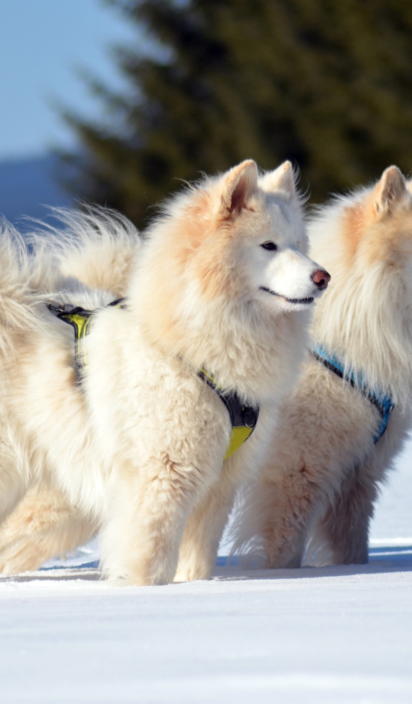 Две красивые пушистые белые Самоедские собаки на снегу
