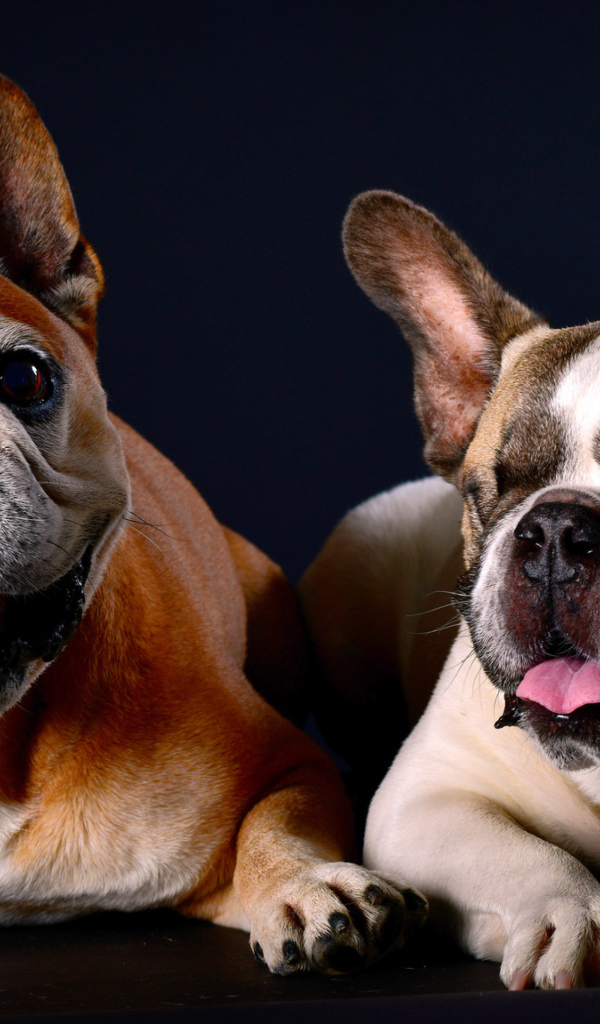 Два бульдога лежат на синем фоне