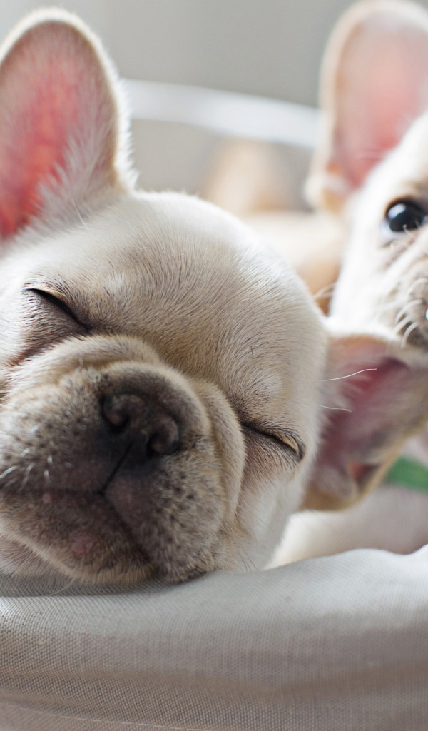 Two cute white french bulldog puppies