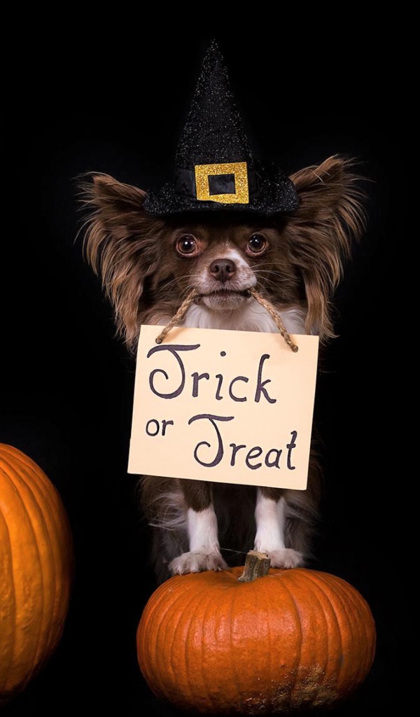 Две собаки породы чихуахуа сидят на тыквах на черном фоне