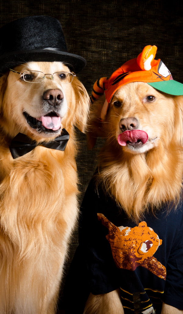 Два модных золотистых ретривера в костюмах 