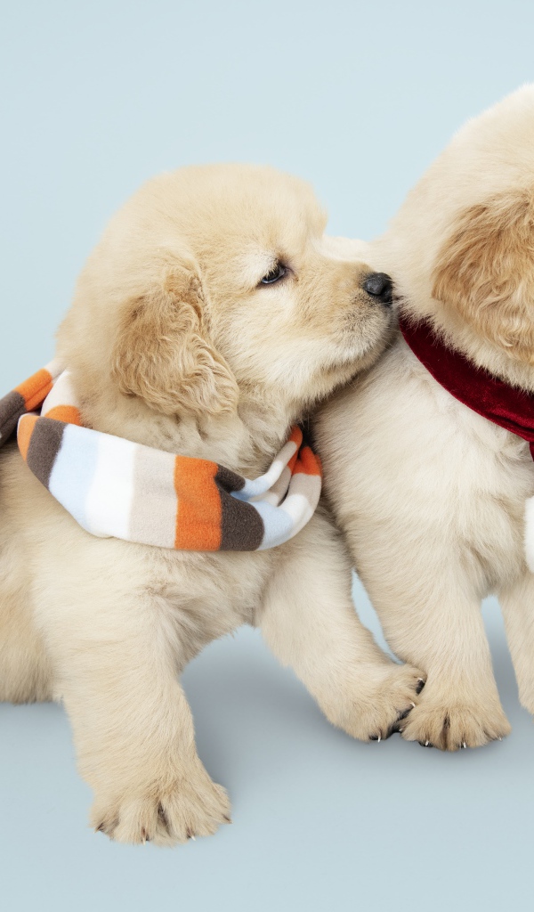 Два забавных щенка золотистого ретривера с шарфами на шее