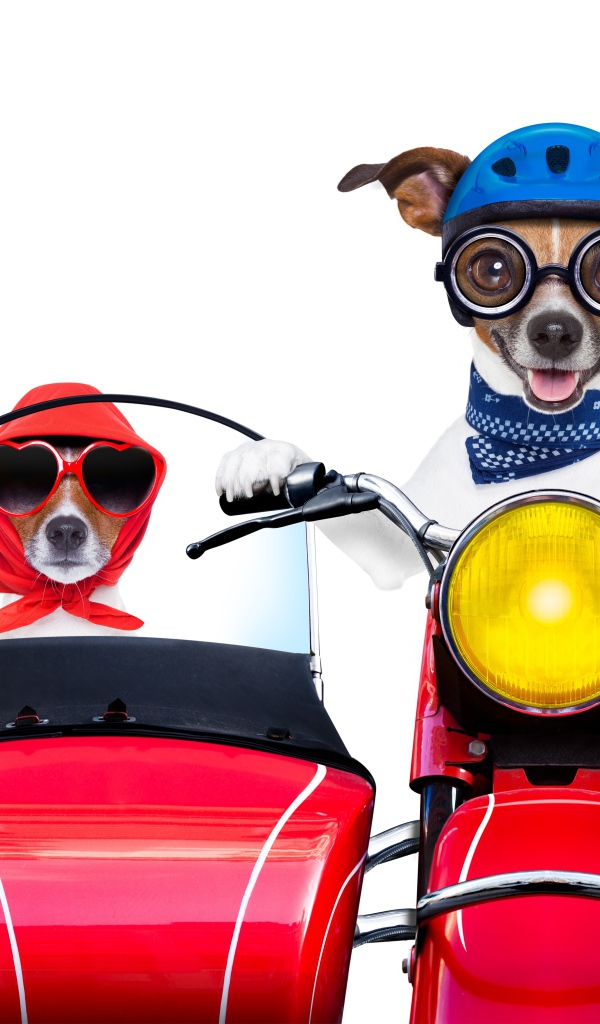 Две смешные собаки на мотоцикле на белом фоне
