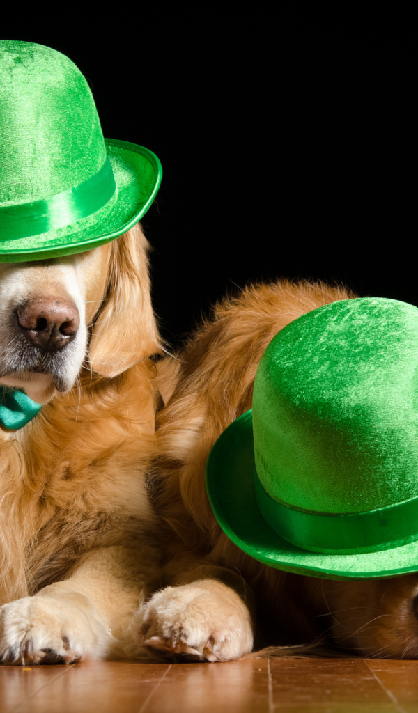 Два золотистых ретривера в зеленых шляпах