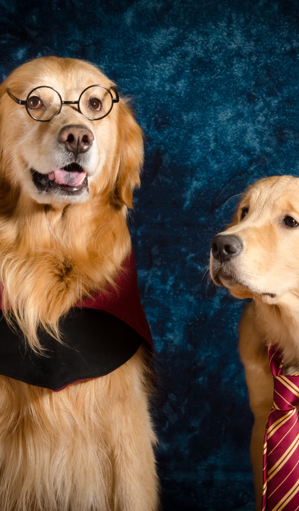 Два золотистых ретривера сидят на фоне синей стены 