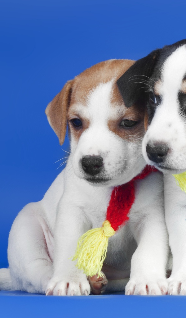 Два маленьких милых щенка на синем фоне