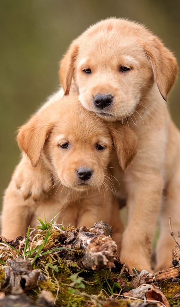 Два маленьких щенка золотистого ретривера сидят на земле 