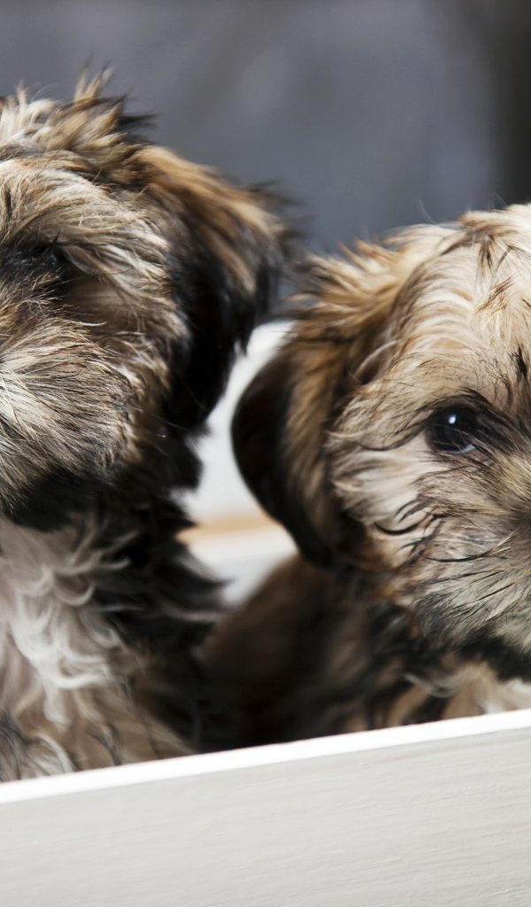 Два щенка шпица в коробке