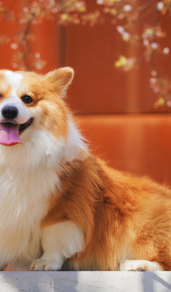 Собака породы вельш корги с высунутым языком