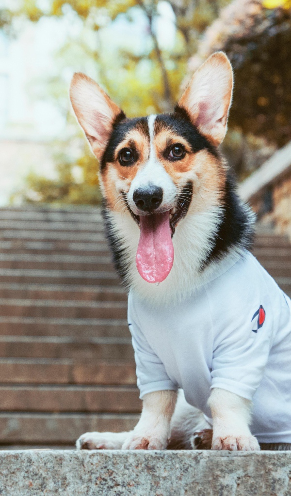 Вельш корги с высунутым языком сидит на ступеньках