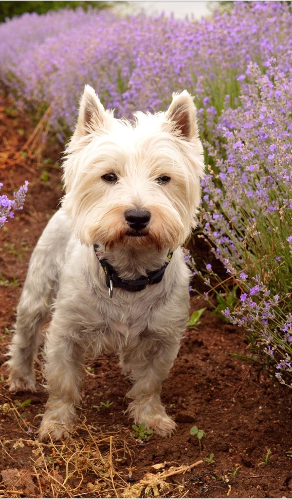 Вест хайленд уайт терьер стоит на дорожке у цветов лаванды
